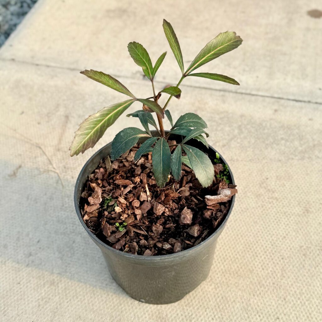Pseudopanax lessonii 'Moa's Toes' - Image 2