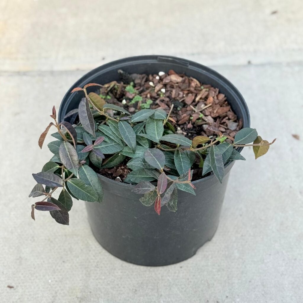 Trachelospermum asiaticum