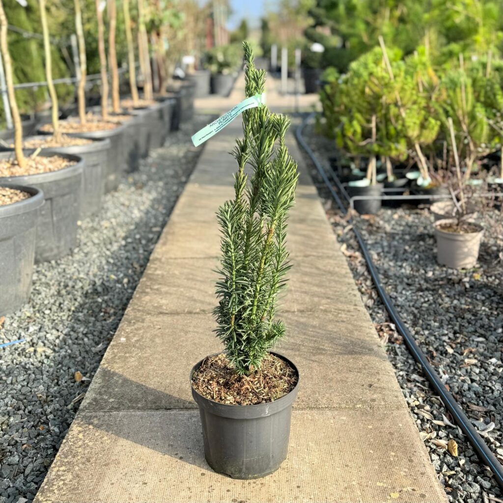 Cephalotaxus harringtonii 'Fastigiata'