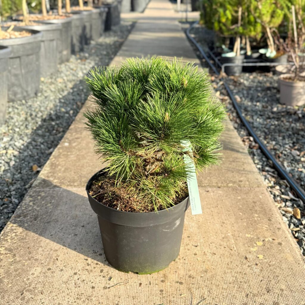 Pinus tabuliformis 'Shenyang'