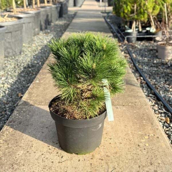Pinus tabuliformis 'Shenyang' (S1)