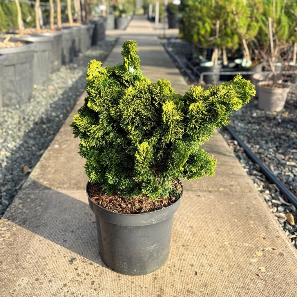 Chamaecyparis obtusa 'Aurora'