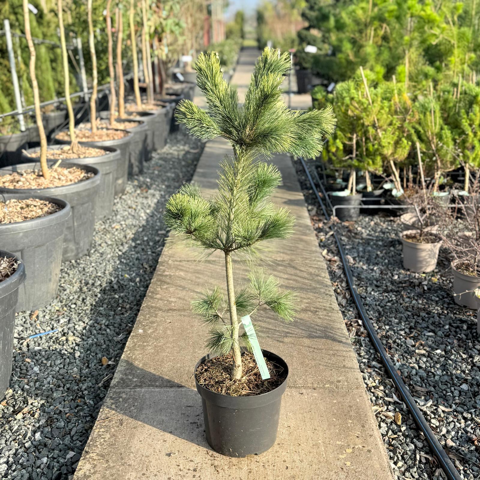 Pinus strobiformis 'White Winter'