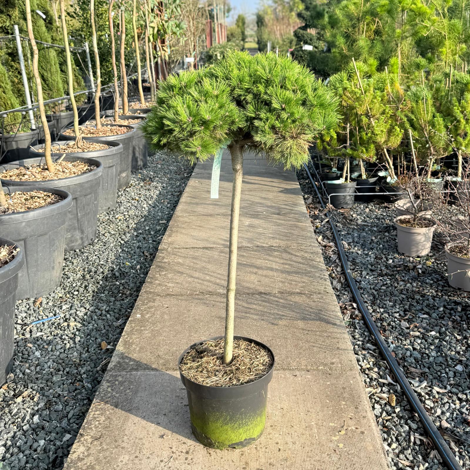 Pinus densiflora 'Low Glow' - Image 2