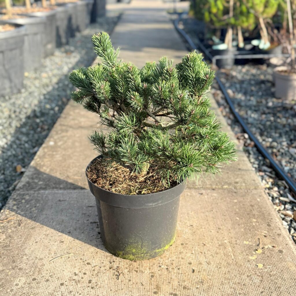 Pinus sylvestris 'Sandringham'