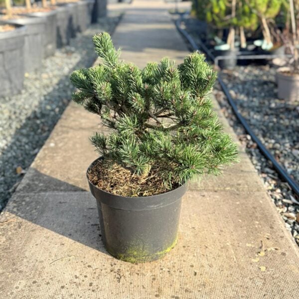 Pinus sylvestris 'Sandringham' (S1)