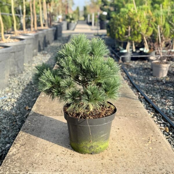 Pinus strobus 'Bergman's Mini' (S1)