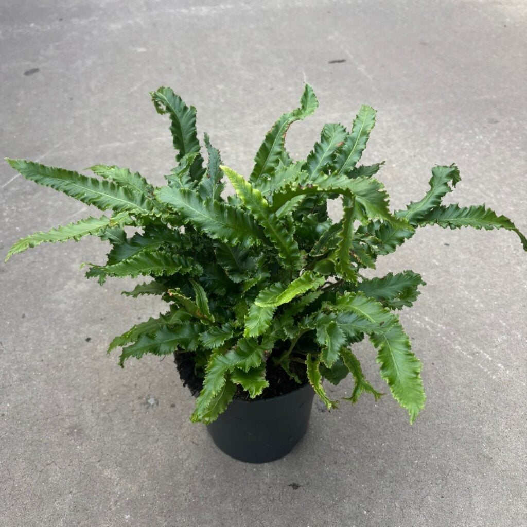 Asplenium scolopendrium 'Angustatum'