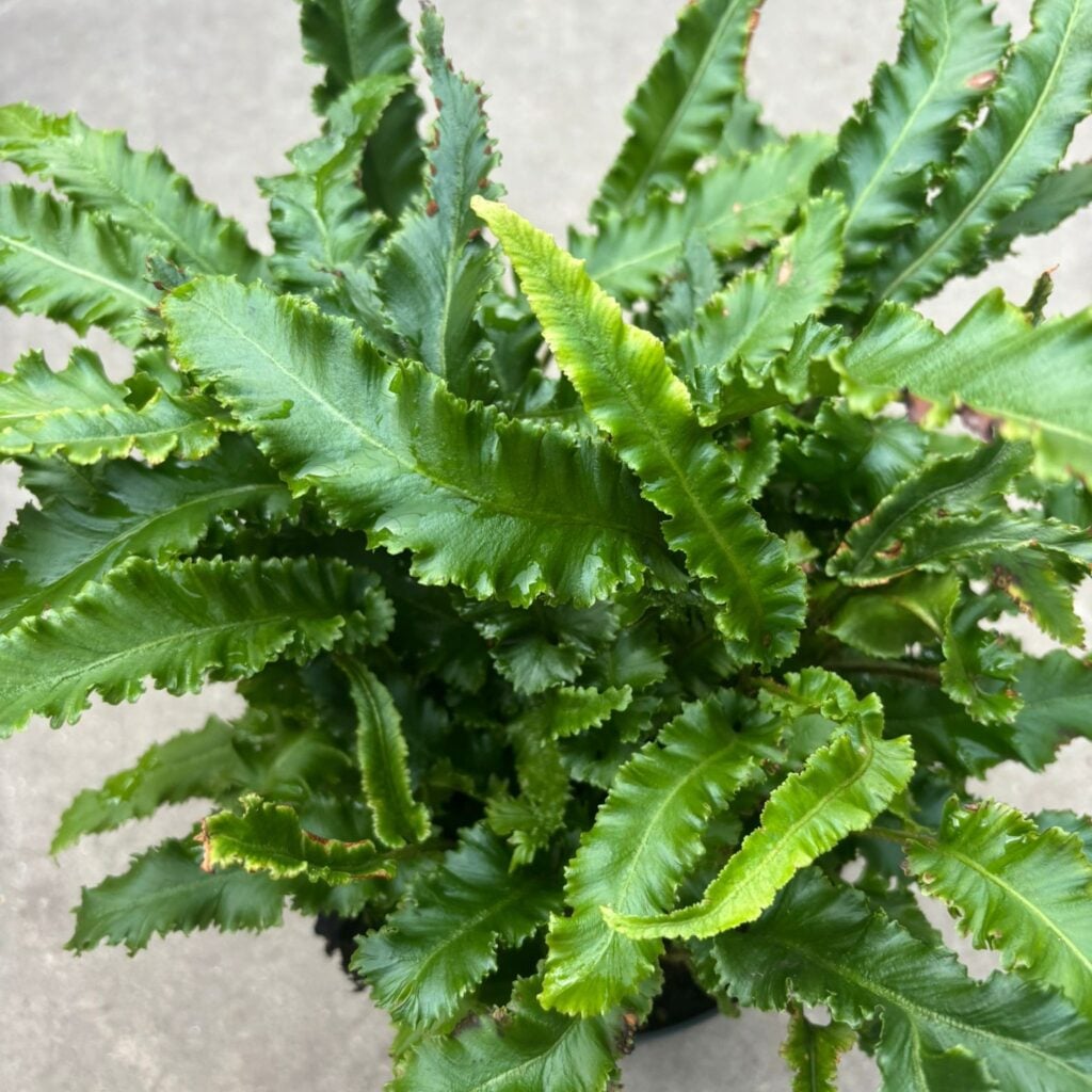Asplenium scolopendrium 'Angustatum' - Image 2