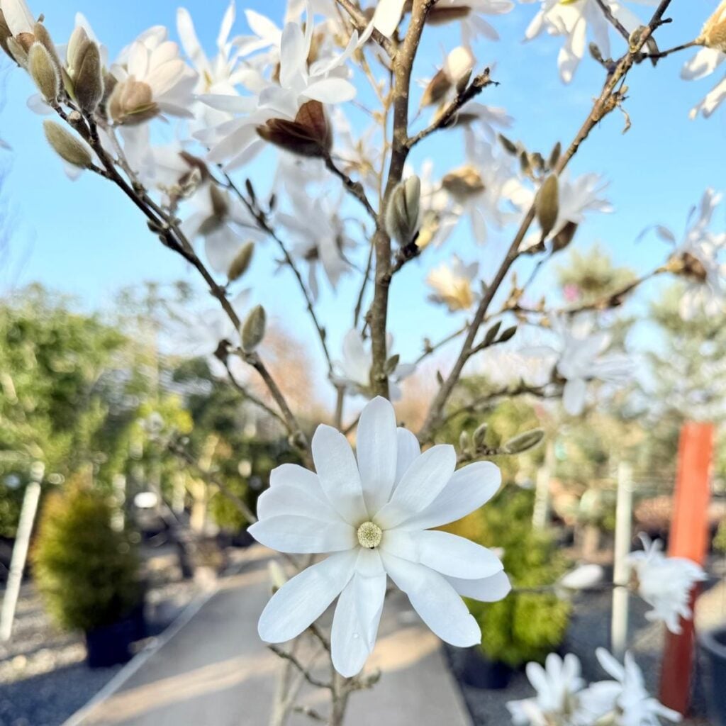 Magnolia stellata - Multi Stem - Image 2