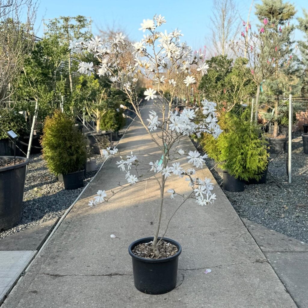 Magnolia stellata - Multi Stem