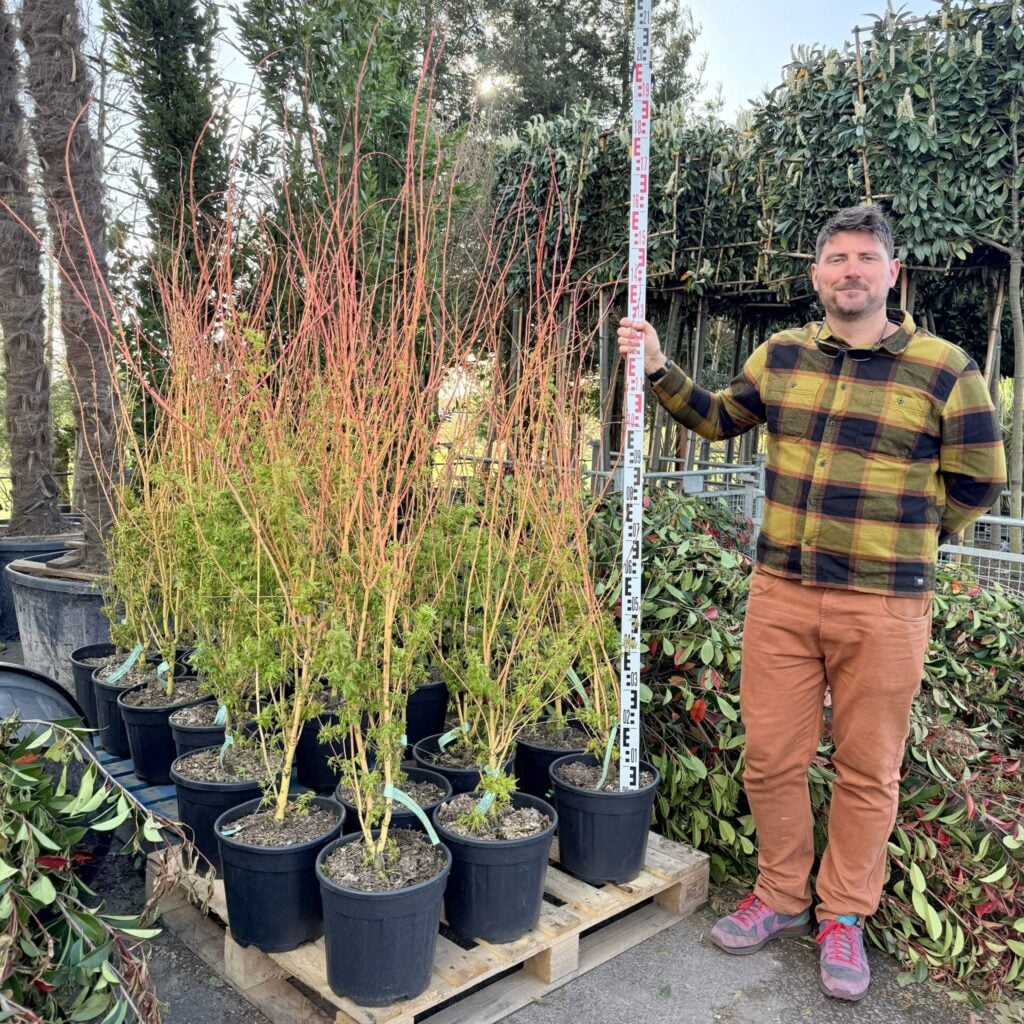 Acer palmatum Bi-hoo