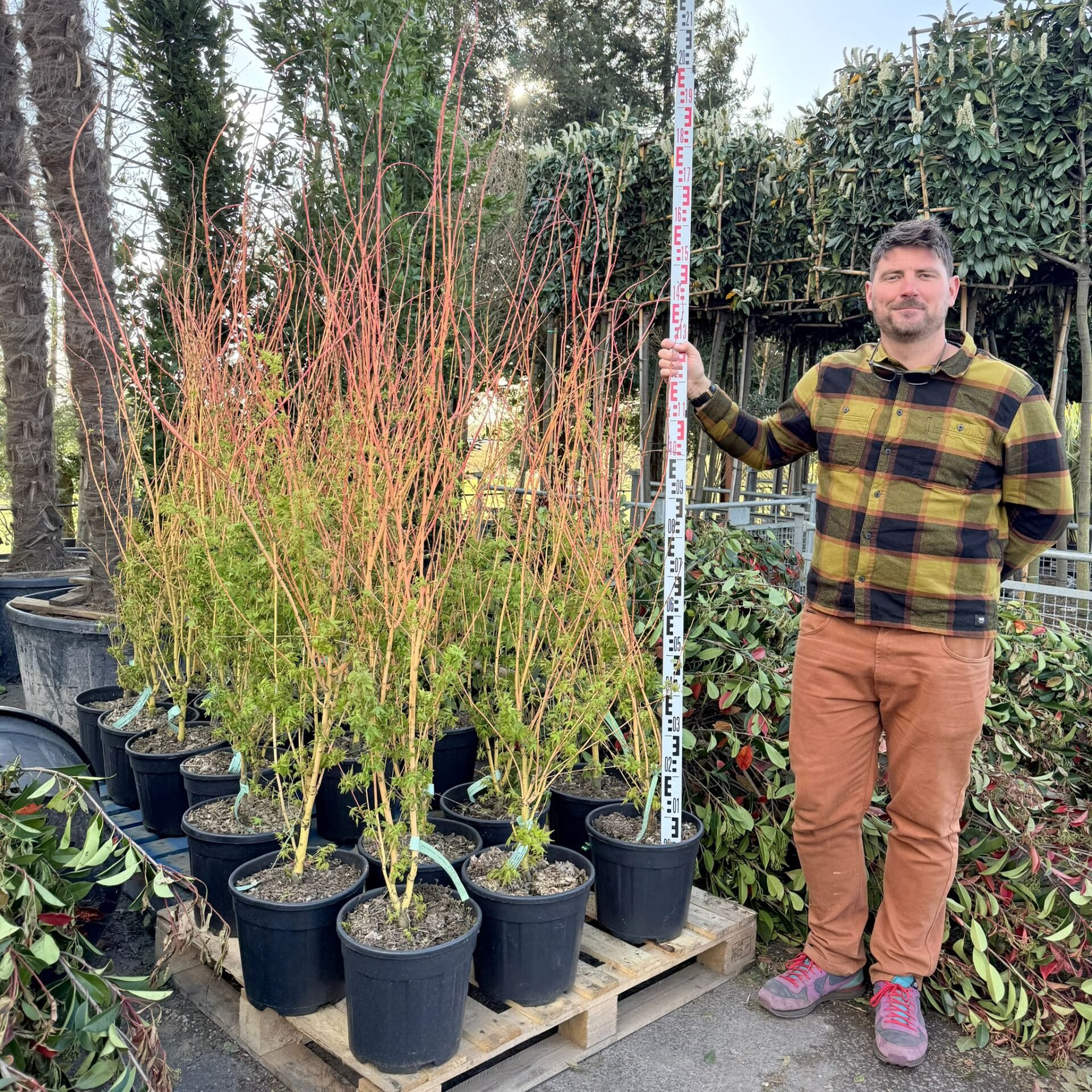 Acer palmatum Bi-hoo