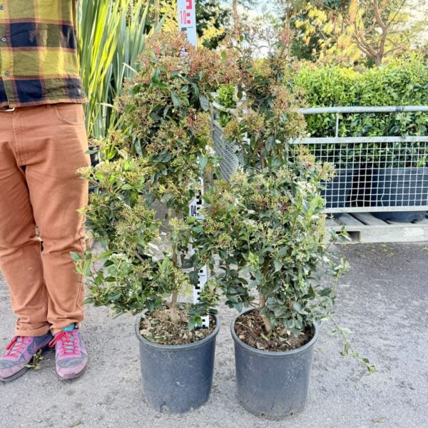 Viburnum tinus 'Eve Price' - Hedging (V1)