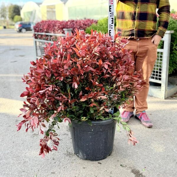 Photinia x fraseri 'Carre Rouge' - Balls (V1)