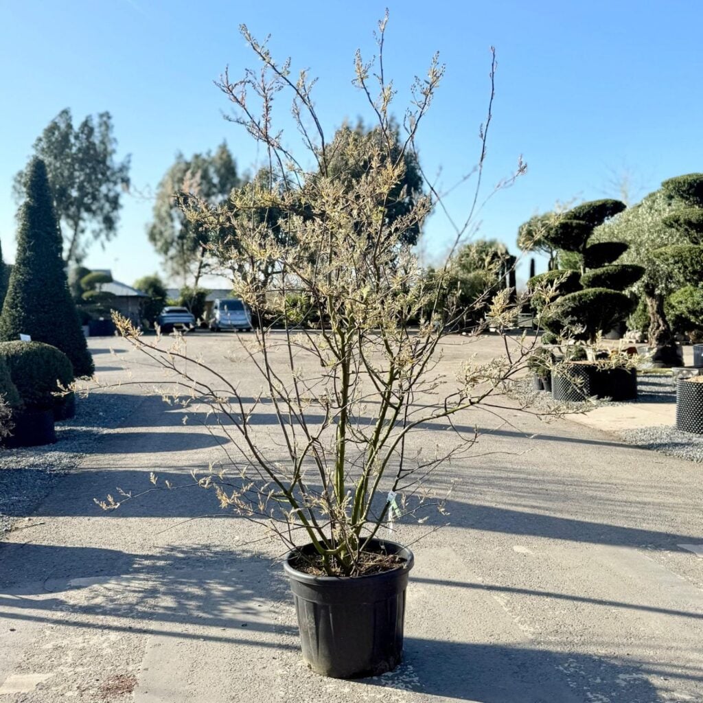 Amelanchier lamarckii - Multi Stems