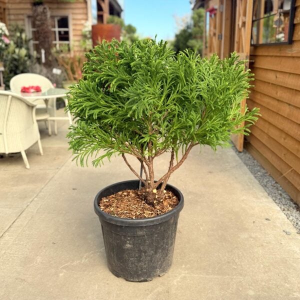 Cryptomeria japonica 'Globosa Nana' - Multi Stem (V1, INT1, CAV1)