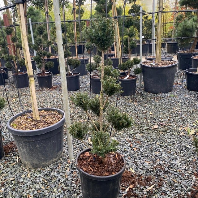 Taxus baccata - Niwaki - Image 6