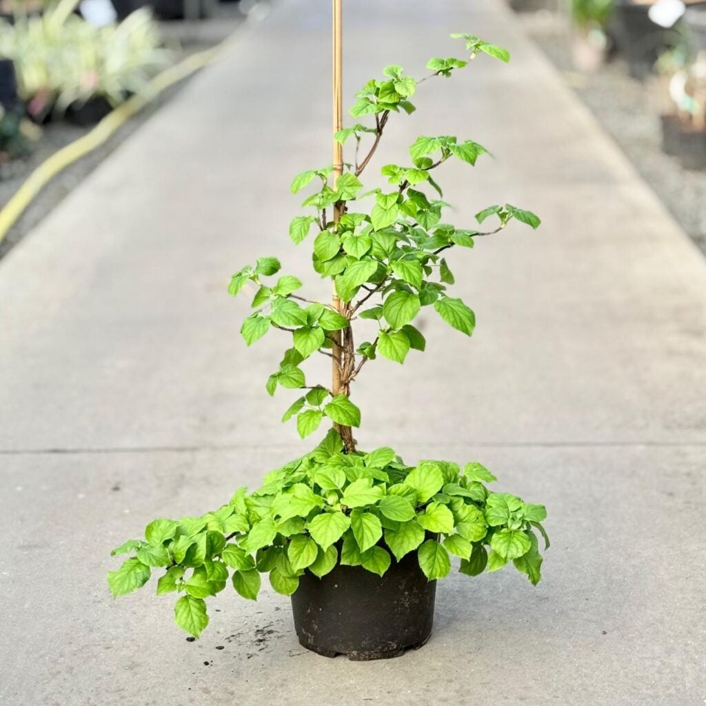 Hydrangea anomala subs. petiolaris