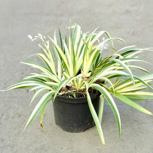 Iris japonica 'Variegata' (HGUK)