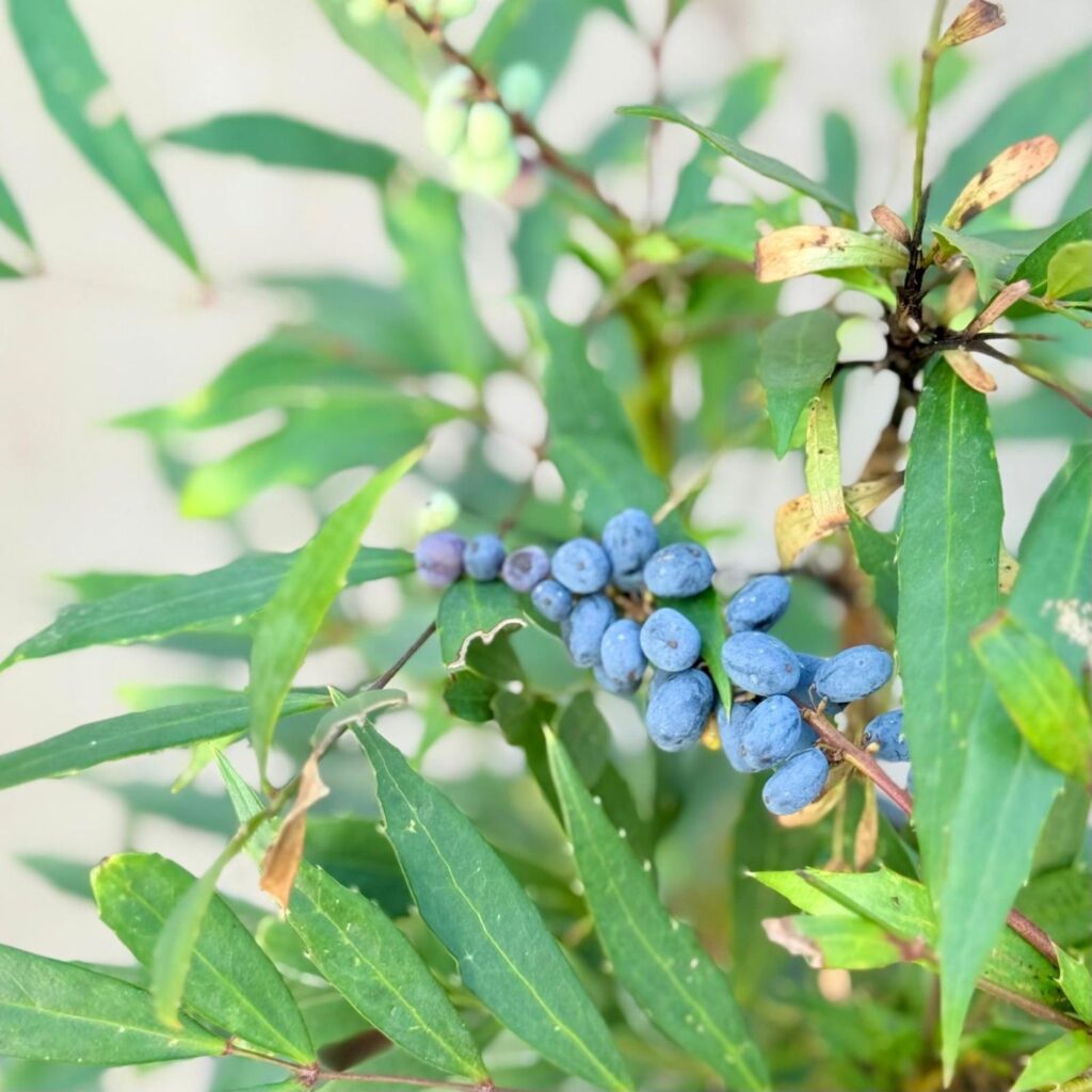 Mahonia eurybracteata 'Soft Caress' - Image 2