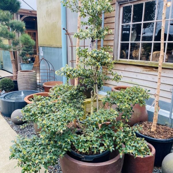 Osmanthus x burkwoodii - Niwaki (ME1)