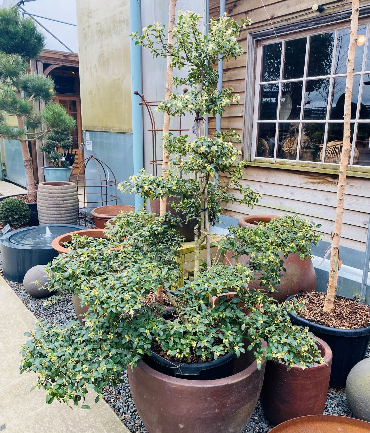 Osmanthus x burkwoodii - Niwaki