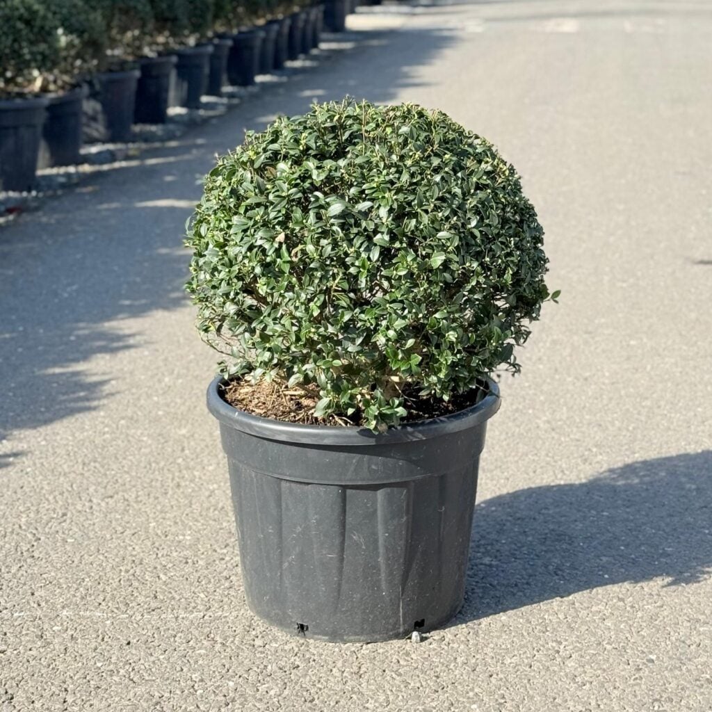 Osmanthus x burkwoodii - Balls