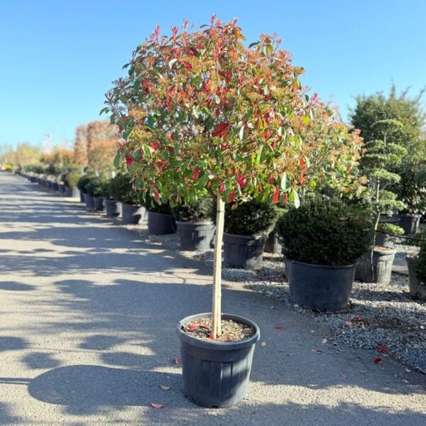 Photinia glabra - Standards(V1, CAV1)