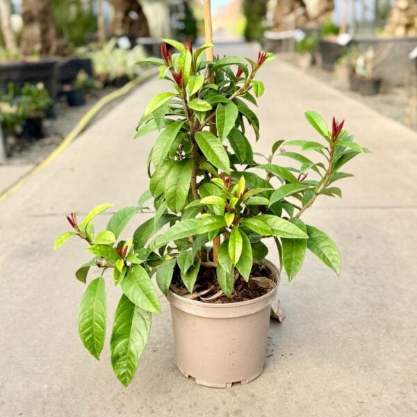 Pileostegia viburnoides (HG)