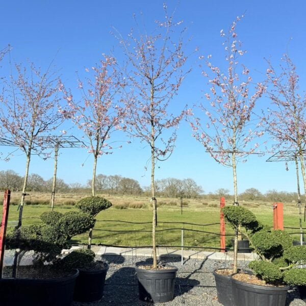 Prunus accolade - Standards (HG1)