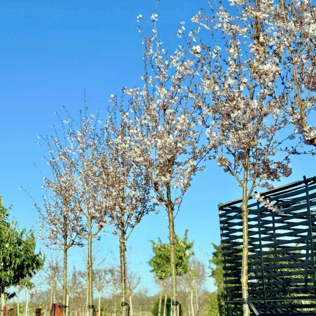 Prunus 'Pandora' - Standards - Image 2
