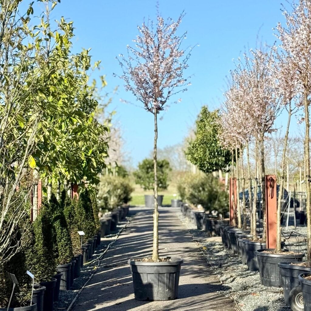 Prunus 'Pandora' - Standards