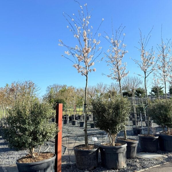 Prunus x yedonensis - Standards (HG1)