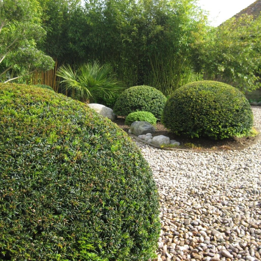 Taxus baccata - Balls - Image 3