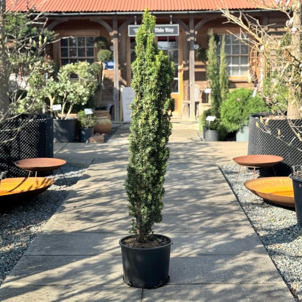 Taxus baccata 'Fastigiata Aurea'