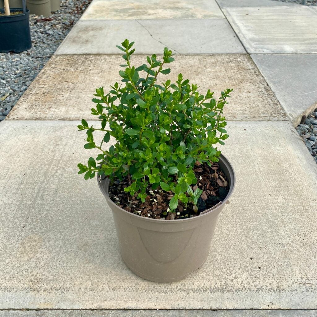 Baccharis patagonica