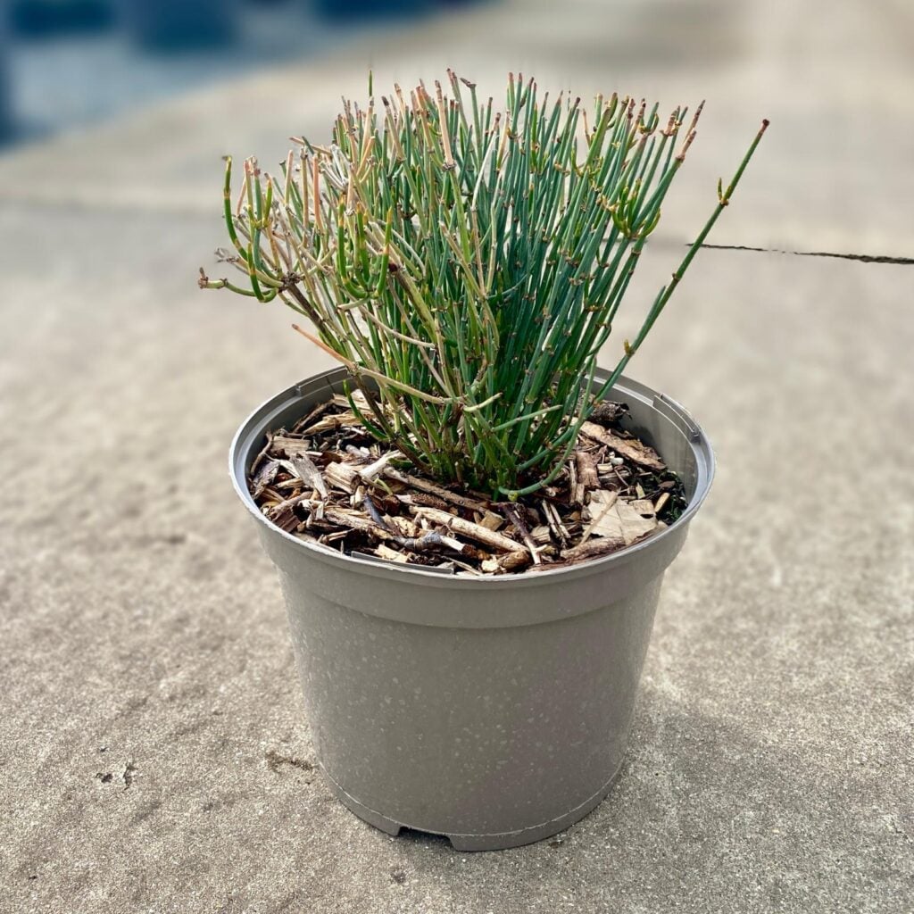 Ephedra sinica