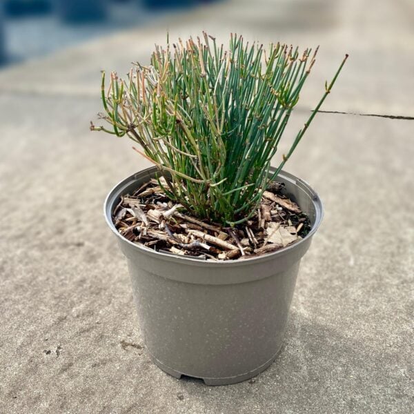 Ephedra sinica (HGUK)