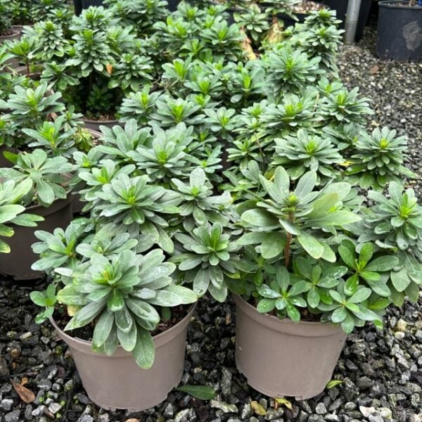 Euphorbia robbiae (HGUK).