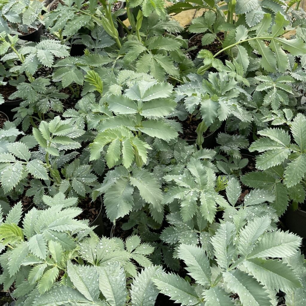 Melianthus major