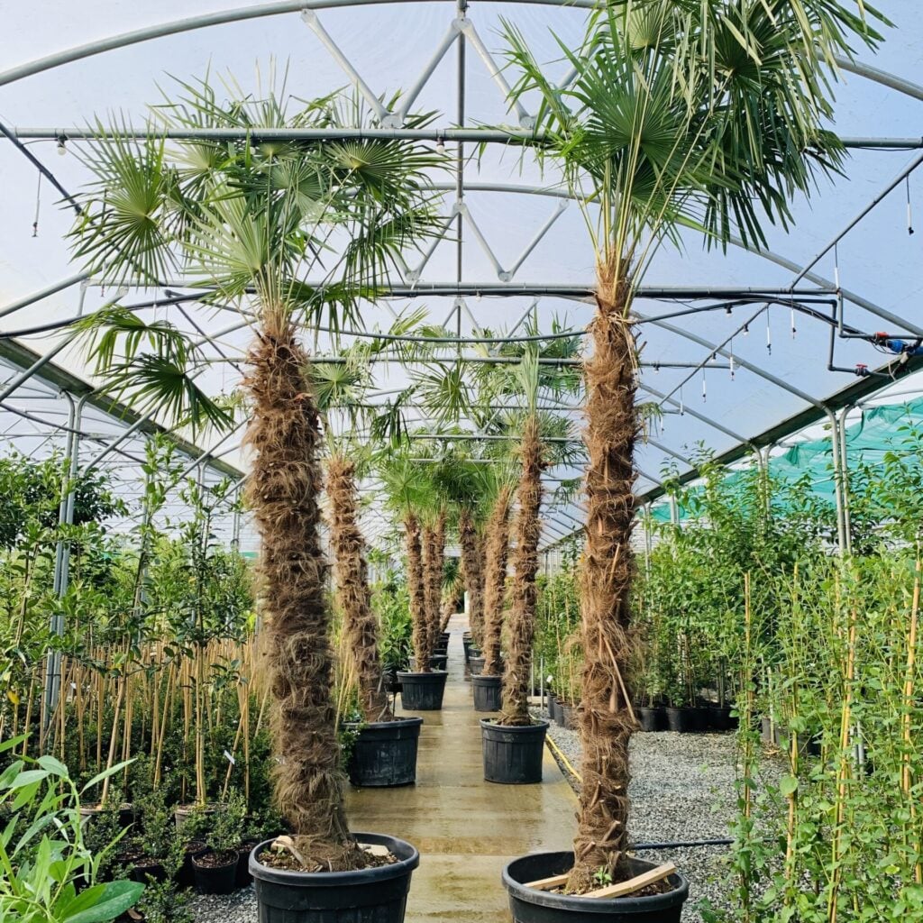 Trachycarpus fortunei
