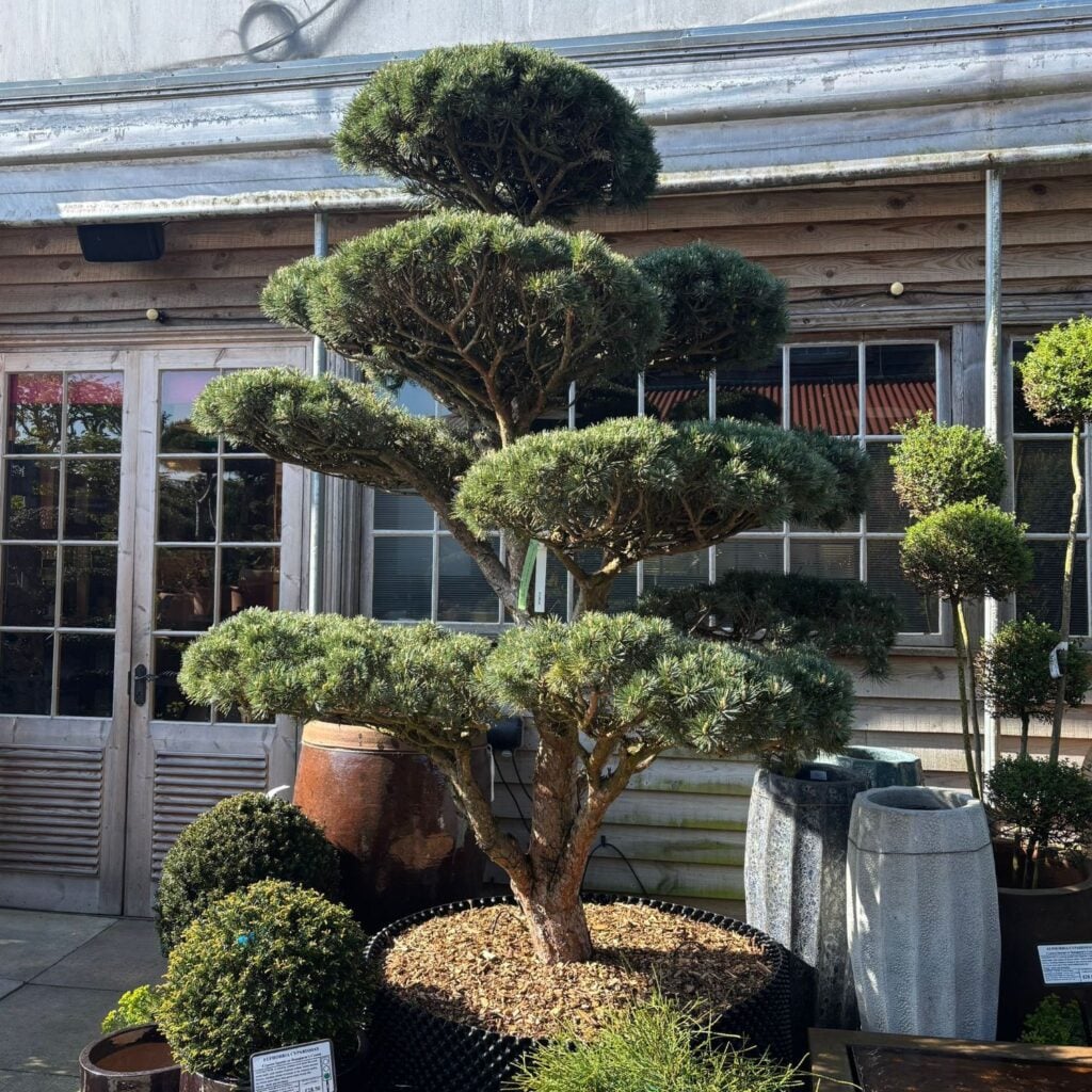 Pinus mugo - Niwaki