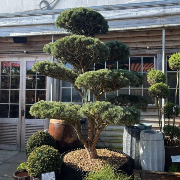 Pinus mugo - Niwaki (BR1)