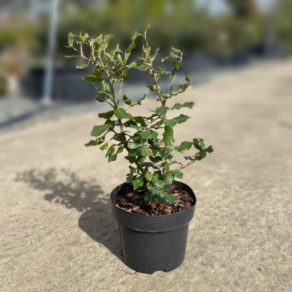 Quercus ilex - Bushes (V1, HG, WN, SHM1)