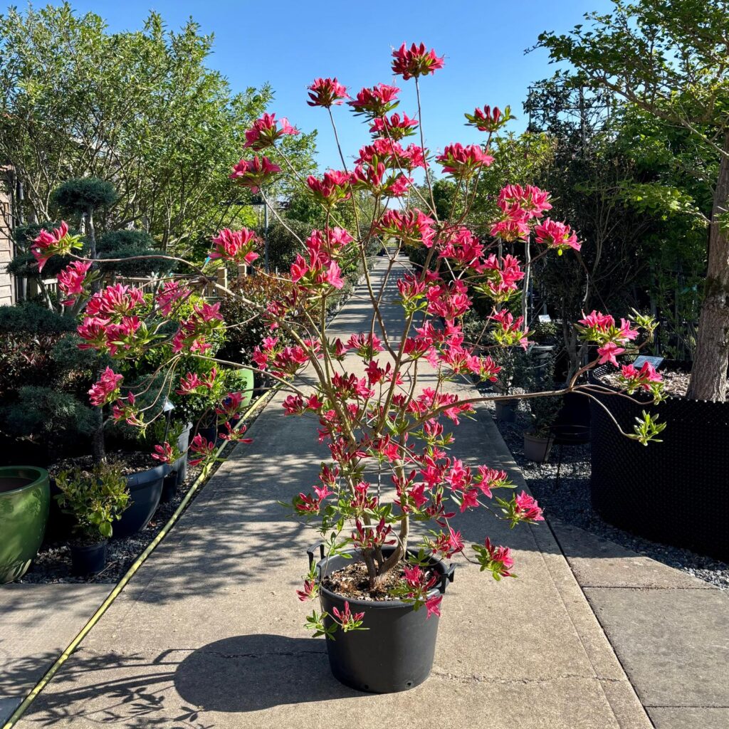 Rhododendron japonica 'Jolie Madame'