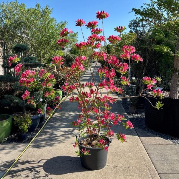 Rhododendron  japonica 'Jolie Madame' (P2)