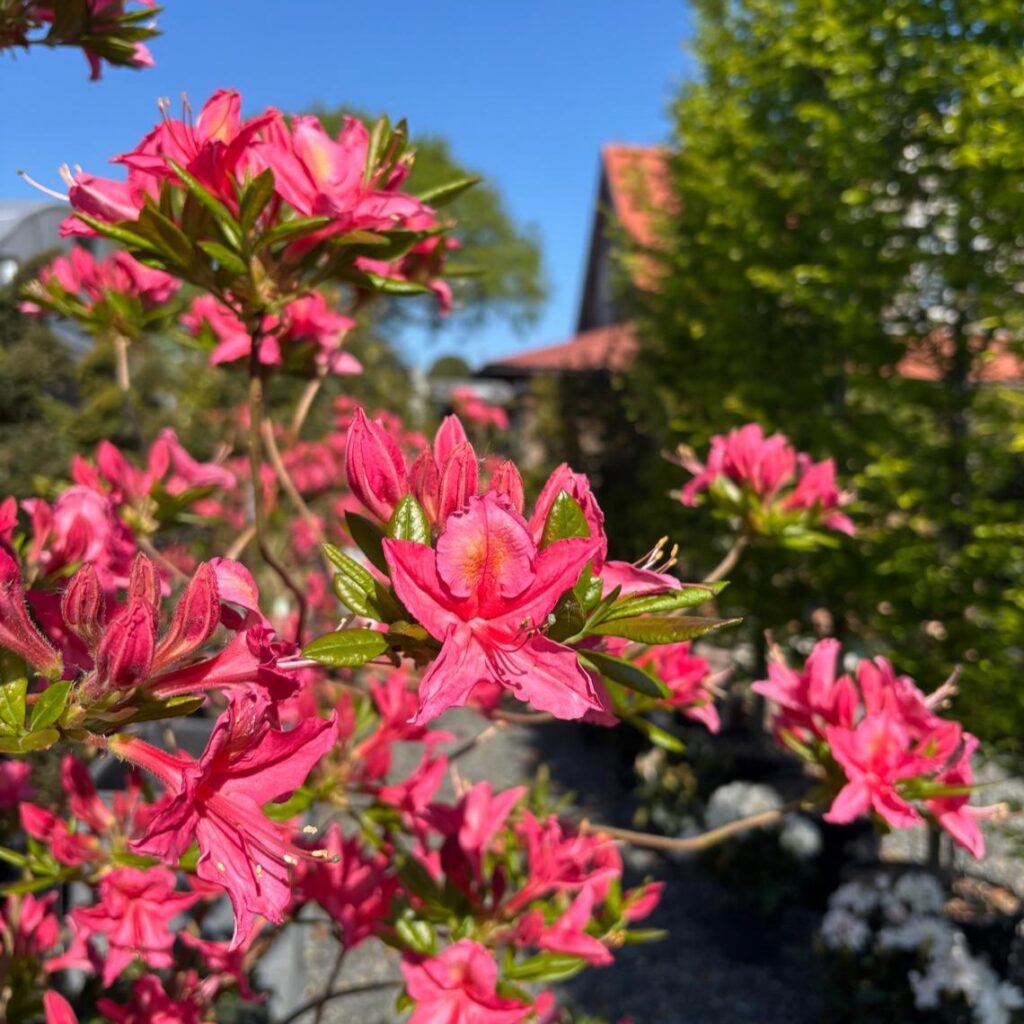 Rhododendron japonica 'Jolie Madame' - Image 2