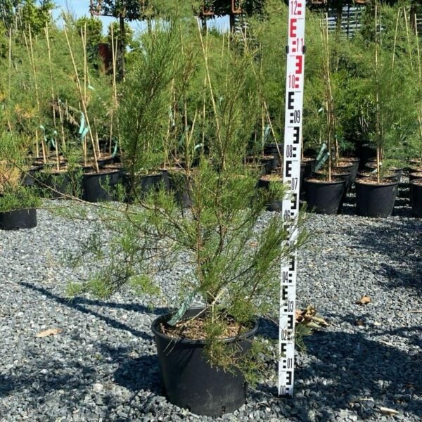 Tamarix gallica (V1, HG)