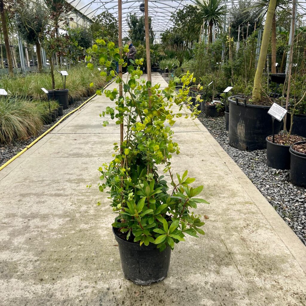 Euphorbia robbiae. - Image 2